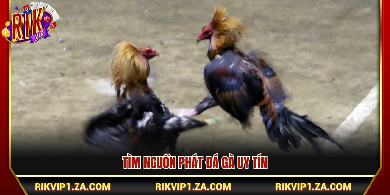 Chọn kênh xem đá gà trực tiếp chuẩn